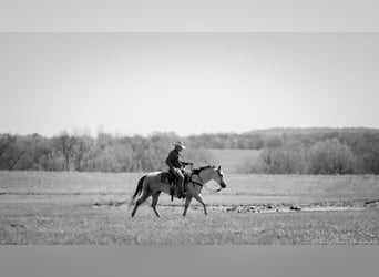 American Quarter Horse, Wallach, 4 Jahre, 150 cm, Schimmel