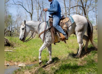 American Quarter Horse, Wallach, 4 Jahre, 150 cm, Schimmel