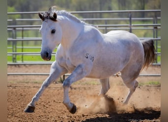 American Quarter Horse, Wallach, 4 Jahre, 150 cm, Schimmel