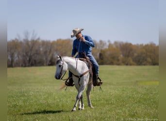 American Quarter Horse, Wallach, 4 Jahre, 150 cm, Schimmel