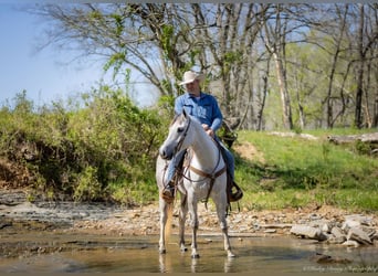 American Quarter Horse, Wallach, 4 Jahre, 150 cm, Schimmel