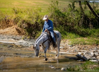 American Quarter Horse, Wallach, 4 Jahre, 150 cm, Schimmel
