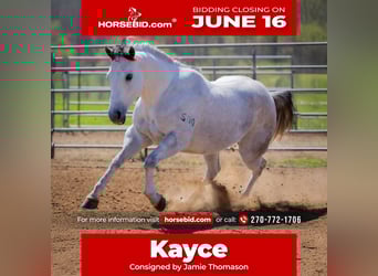 American Quarter Horse, Wallach, 4 Jahre, 150 cm, Schimmel
