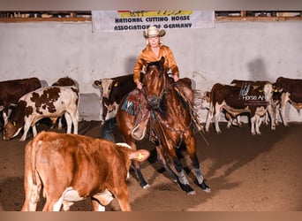 American Quarter Horse, Wallach, 4 Jahre, 151 cm, Brauner