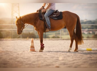 American Quarter Horse, Wallach, 4 Jahre, 151 cm, Dunkelfuchs