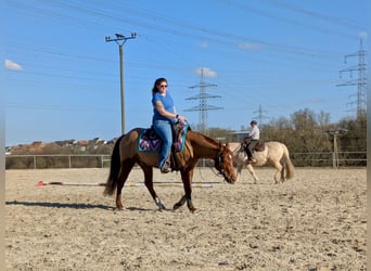 American Quarter Horse, Wallach, 4 Jahre, 151 cm, Dunkelfuchs