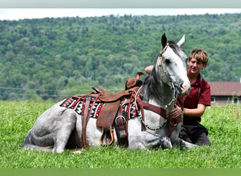 American Quarter Horse, Wallach, 4 Jahre, 152 cm, Apfelschimmel