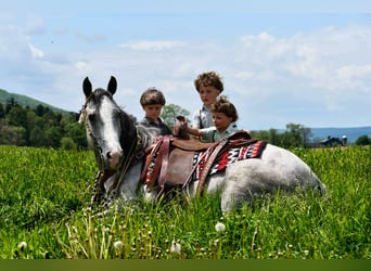 American Quarter Horse, Wallach, 4 Jahre, 152 cm, Apfelschimmel