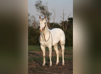 American Quarter Horse, Wallach, 4 Jahre, 152 cm, Apfelschimmel