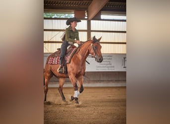 American Quarter Horse, Wallach, 4 Jahre, 152 cm, Brauner