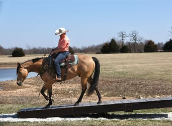 American Quarter Horse, Wallach, 4 Jahre, 152 cm, Buckskin