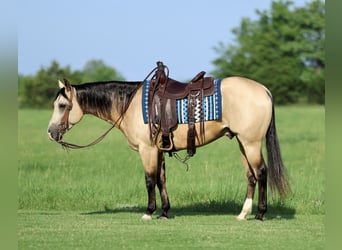 American Quarter Horse, Wallach, 4 Jahre, 152 cm, Buckskin
