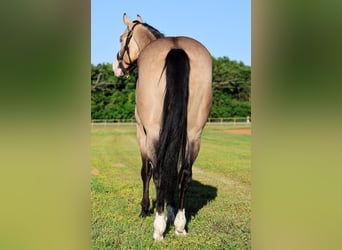 American Quarter Horse, Wallach, 4 Jahre, 152 cm, Buckskin
