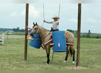 American Quarter Horse, Wallach, 4 Jahre, 152 cm, Buckskin