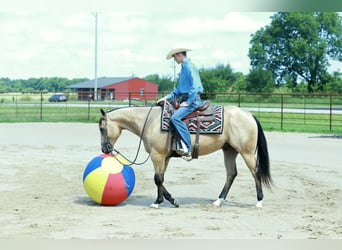 American Quarter Horse, Wallach, 4 Jahre, 152 cm, Buckskin