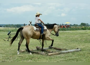 American Quarter Horse, Wallach, 4 Jahre, 152 cm, Buckskin