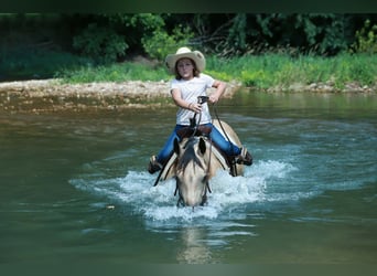 American Quarter Horse, Wallach, 4 Jahre, 152 cm, Buckskin