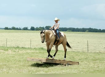 American Quarter Horse, Wallach, 4 Jahre, 152 cm, Buckskin