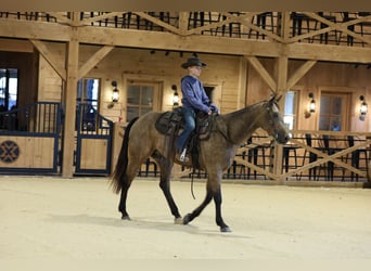 American Quarter Horse, Wallach, 4 Jahre, 152 cm, Buckskin
