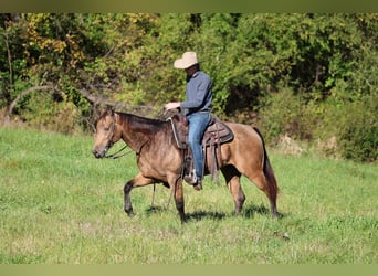 American Quarter Horse, Wallach, 4 Jahre, 152 cm, Buckskin