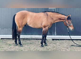 American Quarter Horse, Wallach, 4 Jahre, 152 cm, Buckskin