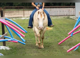 American Quarter Horse, Wallach, 4 Jahre, 152 cm, Champagne