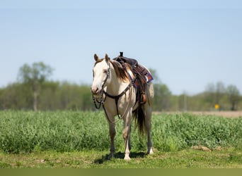 American Quarter Horse, Wallach, 4 Jahre, 152 cm, Champagne