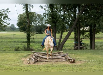 American Quarter Horse, Wallach, 4 Jahre, 152 cm, Champagne