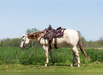 American Quarter Horse, Wallach, 4 Jahre, 152 cm, Champagne