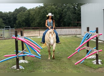 American Quarter Horse, Wallach, 4 Jahre, 152 cm, Champagne