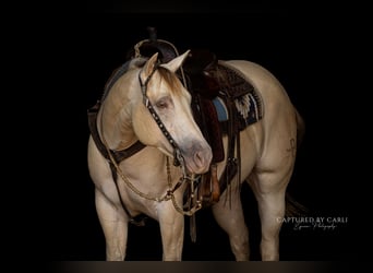 American Quarter Horse, Wallach, 4 Jahre, 152 cm, Champagne