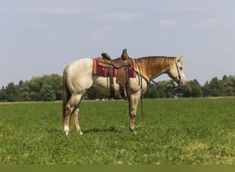 American Quarter Horse, Wallach, 4 Jahre, 152 cm, Champagne