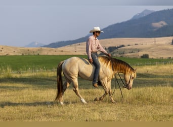 American Quarter Horse, Wallach, 4 Jahre, 152 cm, Champagne