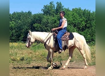 American Quarter Horse, Wallach, 4 Jahre, 152 cm, Cremello