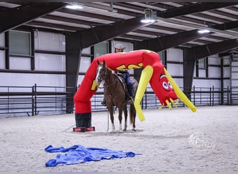 American Quarter Horse, Wallach, 4 Jahre, 152 cm, Dunkelfuchs