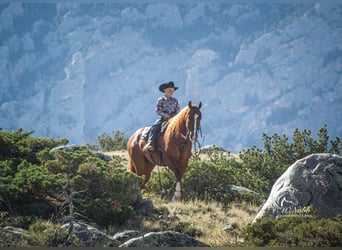 American Quarter Horse, Wallach, 4 Jahre, 152 cm, Dunkelfuchs