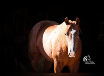 American Quarter Horse, Wallach, 4 Jahre, 152 cm, Dunkelfuchs
