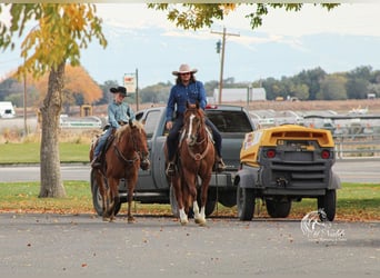 American Quarter Horse, Wallach, 4 Jahre, 152 cm, Dunkelfuchs