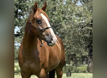 American Quarter Horse, Wallach, 4 Jahre, 152 cm, Dunkelfuchs