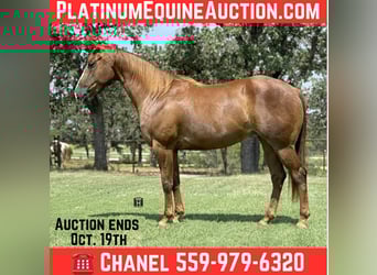 American Quarter Horse, Wallach, 4 Jahre, 152 cm, Dunkelfuchs