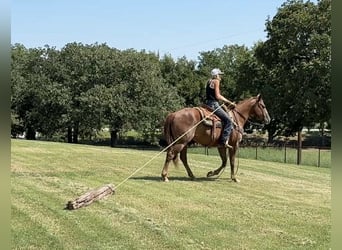 American Quarter Horse, Wallach, 4 Jahre, 152 cm, Dunkelfuchs