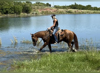 American Quarter Horse, Wallach, 4 Jahre, 152 cm, Dunkelfuchs