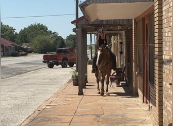 American Quarter Horse, Wallach, 4 Jahre, 152 cm, Dunkelfuchs