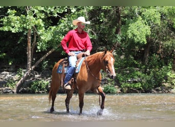 American Quarter Horse, Wallach, 4 Jahre, 152 cm, Falbe