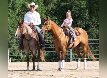 American Quarter Horse, Wallach, 4 Jahre, 152 cm, Falbe