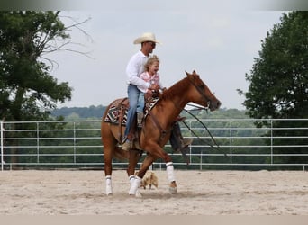 American Quarter Horse, Wallach, 4 Jahre, 152 cm, Falbe