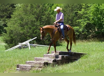 American Quarter Horse, Wallach, 4 Jahre, 152 cm, Falbe