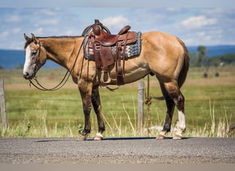 American Quarter Horse, Wallach, 4 Jahre, 152 cm, Falbe