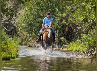 American Quarter Horse, Wallach, 4 Jahre, 152 cm, Falbe