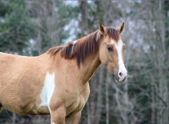 American Quarter Horse, Wallach, 4 Jahre, 152 cm, Falbe